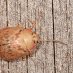 Paropsis sp. (genus) at Melba, ACT - 18 Jan 2021