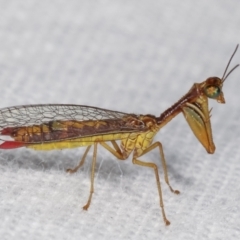 Mantispidae (family) (Unidentified mantisfly) at Melba, ACT - 18 Jan 2021 by kasiaaus