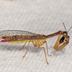 Mantispidae (family) at Melba, ACT - 18 Jan 2021 11:10 PM