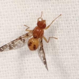 Pyrgotidae sp. (family) at Melba, ACT - 18 Jan 2021