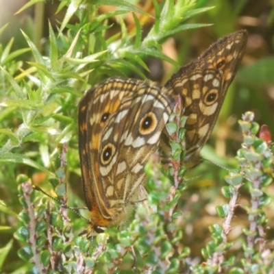 Oreixenica correae (Orange Alpine Xenica) at Namadgi National Park - 23 Jan 2021 by Harrisi