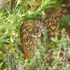 Oreixenica correae at Cotter River, ACT - 23 Jan 2021