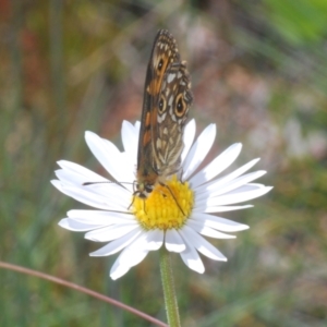 Oreixenica correae at Cotter River, ACT - 23 Jan 2021