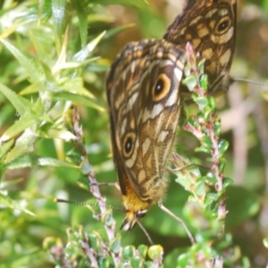 Oreixenica correae at Cotter River, ACT - 23 Jan 2021