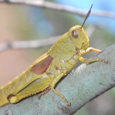 Percassa rugifrons (Mountain Grasshopper) at Namadgi National Park - 23 Jan 2021 by Harrisi