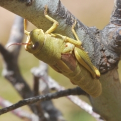 Percassa rugifrons at Cotter River, ACT - 23 Jan 2021