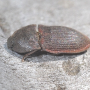 Agrypnus sp. (genus) at Cotter River, ACT - 23 Jan 2021