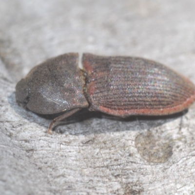Agrypnus sp. (genus) (Rough click beetle) at Namadgi National Park - 23 Jan 2021 by Harrisi