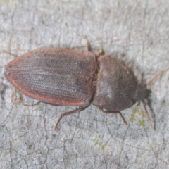 Agrypnus sp. (genus) at Cotter River, ACT - 23 Jan 2021