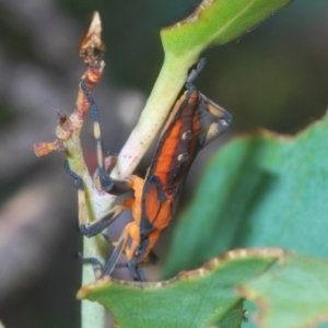 Amorbus sp. (genus) at Cotter River, ACT - 23 Jan 2021 03:30 PM