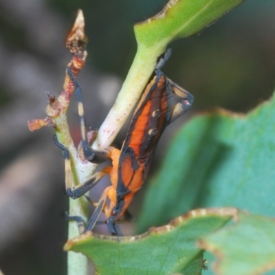 Amorbus (genus) (Eucalyptus Tip bug) at Cotter River, ACT - 23 Jan 2021 by Harrisi