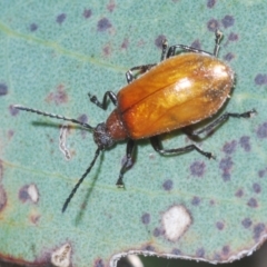 Ecnolagria grandis (Honeybrown beetle) at Namadgi National Park - 23 Jan 2021 by Harrisi