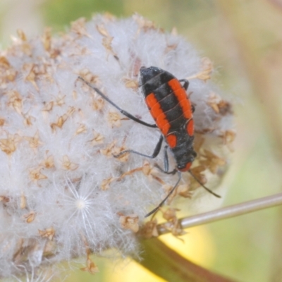 Lygaeidae (family) (Seed bug) at Cotter River, ACT - 23 Jan 2021 by Harrisi