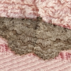 Psilosticha absorpta at Cook, ACT - 7 Dec 2020