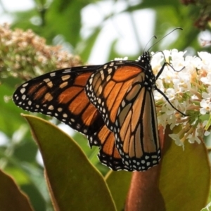 Danaus plexippus at Hughes, ACT - 26 Jan 2021