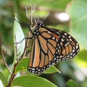 Danaus plexippus at Hughes, ACT - 26 Jan 2021