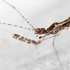 Empicoris sp. (genus) (Thread-legged assassin bug) at Melba, ACT - 3 Jan 2021 by Bron