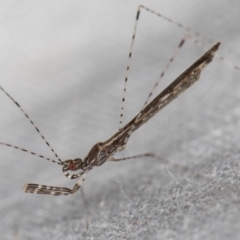 Empicoris sp. (genus) at Melba, ACT - 4 Jan 2021