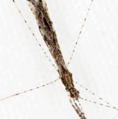 Empicoris sp. (genus) at Melba, ACT - 4 Jan 2021
