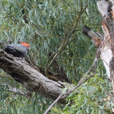 Callocephalon fimbriatum (Gang-gang Cockatoo) at Hughes, ACT - 24 Jan 2021 by JackyF