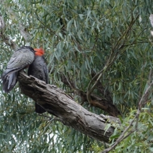 Callocephalon fimbriatum at Hughes, ACT - suppressed