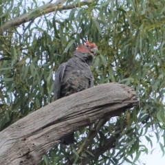 Callocephalon fimbriatum at Hughes, ACT - 24 Jan 2021