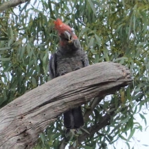 Callocephalon fimbriatum at Hughes, ACT - suppressed