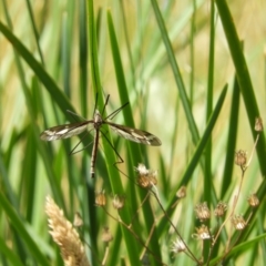 Tipulidae or Limoniidae (family) (Unidentified Crane Fly) at Paddys River, ACT - 25 Jan 2021 by MatthewFrawley