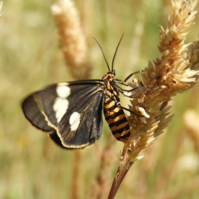 Nyctemera amicus (Senecio Moth, Magpie Moth, Cineraria Moth) at Gibraltar Pines - 25 Jan 2021 by MatthewFrawley