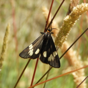 Nyctemera amicus at Paddys River, ACT - 25 Jan 2021