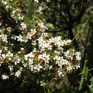 Baeckea utilis at Paddys River, ACT - 25 Jan 2021