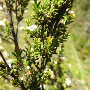 Baeckea utilis at Paddys River, ACT - 25 Jan 2021