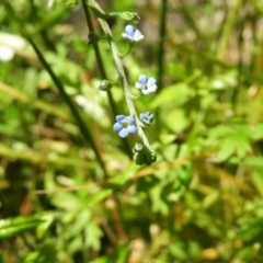 Myosotis laxa subsp. caespitosa (Water Forget-me-not) at Gibraltar Pines - 25 Jan 2021 by MatthewFrawley