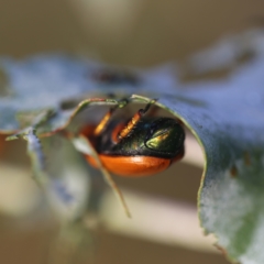 Anoplognathus brunnipennis (Green-tailed Christmas beetle) at Googong, NSW - 25 Jan 2015 by Wandiyali