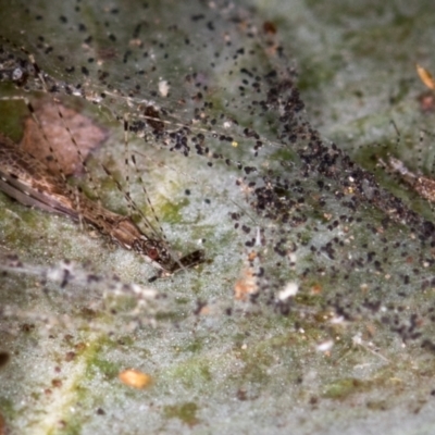 Empicoris sp. (genus) (Thread-legged assassin bug) at Evatt, ACT - 20 Jan 2021 by Bron