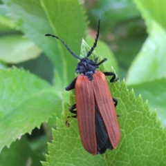 Porrostoma rhipidium (Long-nosed Lycid (Net-winged) beetle) at Pollinator-friendly garden Conder - 24 Nov 2020 by michaelb