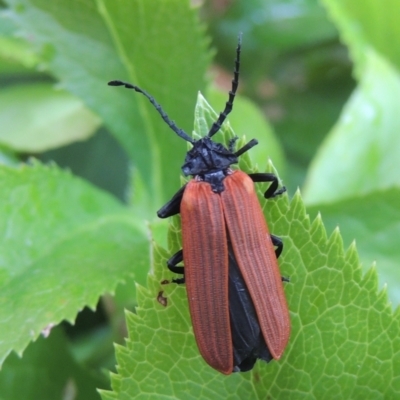 Porrostoma rhipidium (Long-nosed Lycid (Net-winged) beetle) at Pollinator-friendly garden Conder - 24 Nov 2020 by michaelb