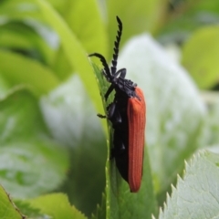 Porrostoma rhipidium at Conder, ACT - 25 Nov 2020