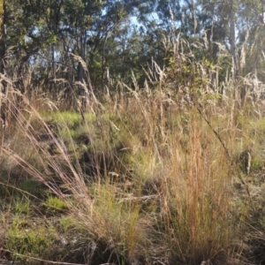 Rytidosperma pallidum at Bungendore, NSW - 5 Jan 2021
