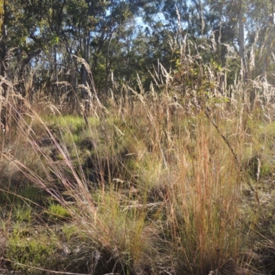 Rytidosperma pallidum (Red-anther Wallaby Grass) at Bungendore, NSW - 5 Jan 2021 by michaelb