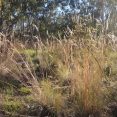 Rytidosperma pallidum (Red-anther Wallaby Grass) at Bungendore, NSW - 5 Jan 2021 by michaelb