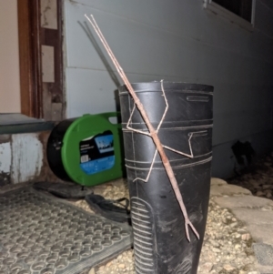 Ctenomorpha marginipennis at Currawang, NSW - suppressed