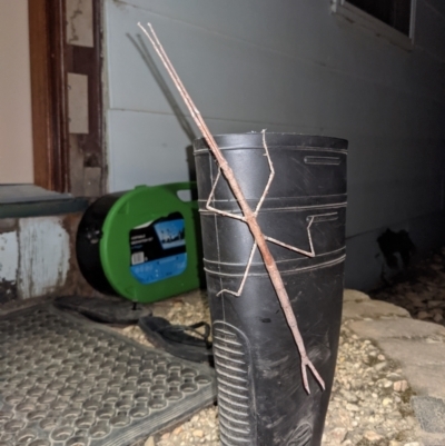 Ctenomorpha marginipennis (Margin-winged stick insect) at QPRC LGA - 22 Jan 2021 by camcols