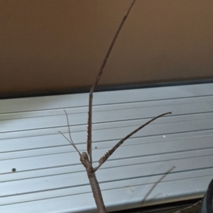 Ctenomorpha marginipennis at Currawang, NSW - suppressed