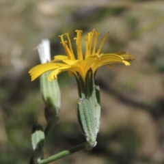 Chondrilla juncea (Skeleton Weed) at Point Hut Pond - 20 Dec 2020 by member211