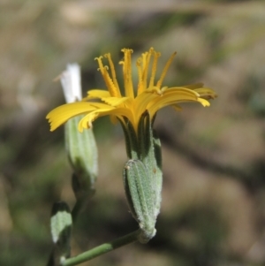 Chondrilla juncea at Gordon, ACT - 20 Dec 2020 03:16 PM