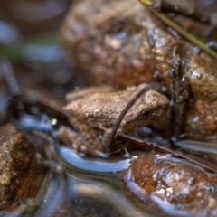 Unidentified Frog at Majors Creek, NSW - 23 Jan 2021 by trevsci