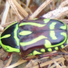 Eupoecila australasiae (Fiddler Beetle) at Boro, NSW - 26 Jan 2021 by mcleana