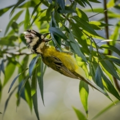 Falcunculus frontatus (Eastern Shrike-tit) at Majors Creek, NSW - 23 Jan 2021 by trevsci