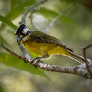 Falcunculus frontatus at Majors Creek, NSW - 24 Jan 2021